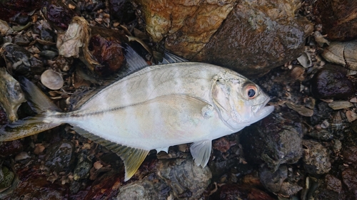 メッキの釣果