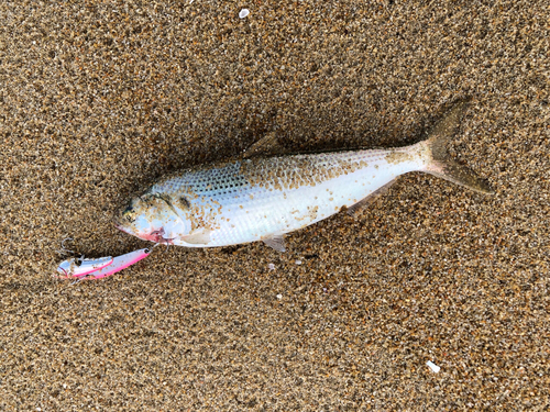 コノシロの釣果