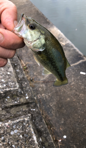 ブラックバスの釣果