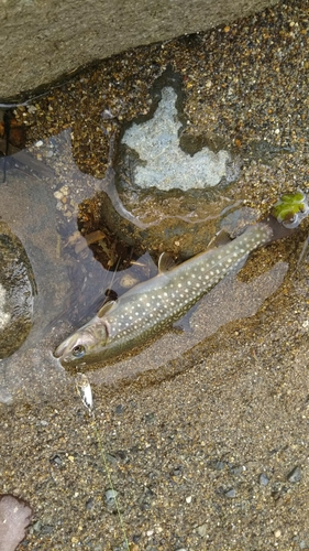 イワナの釣果