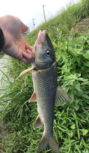 ニゴイの釣果