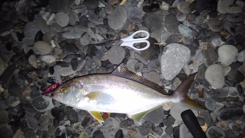 ショゴの釣果