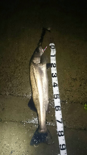 イワナの釣果