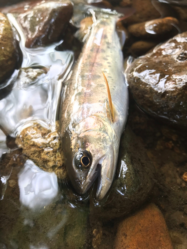 ヤマメの釣果