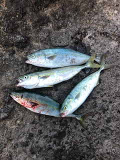 イナダの釣果