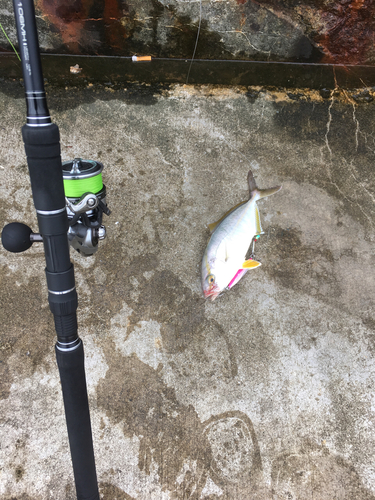 ショゴの釣果