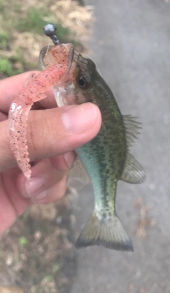 ブラックバスの釣果