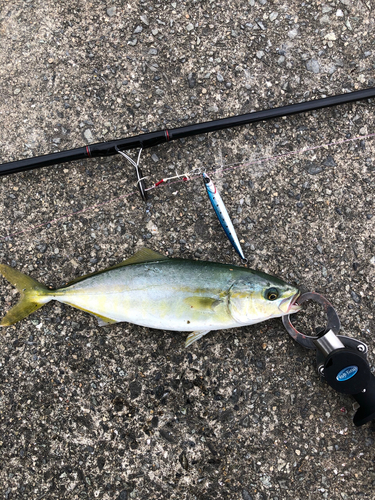 ワカシの釣果