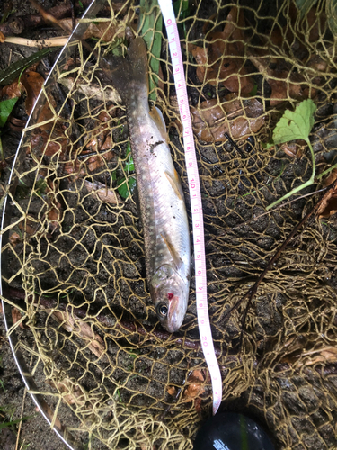 イワナの釣果