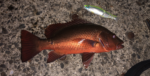 ゴマフエダイの釣果