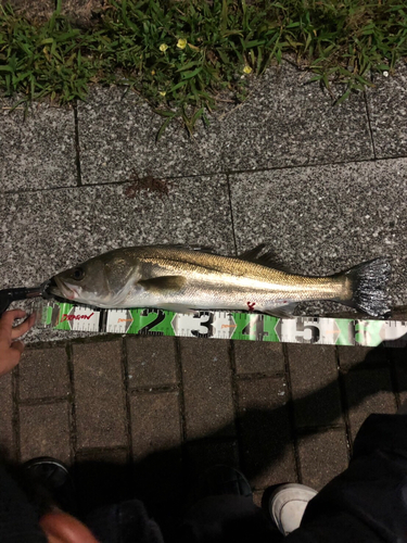 スズキの釣果