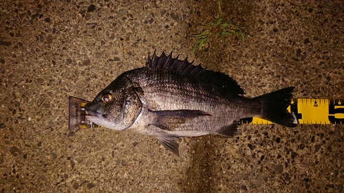 チヌの釣果