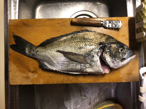 クロダイの釣果