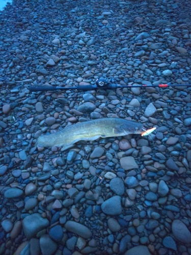 ナマズの釣果