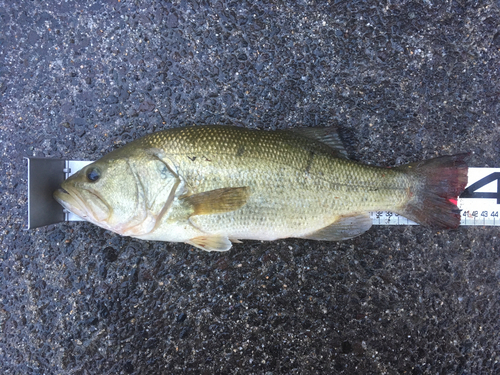 ブラックバスの釣果