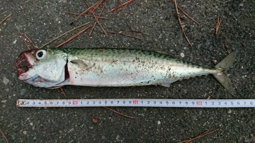 マサバの釣果