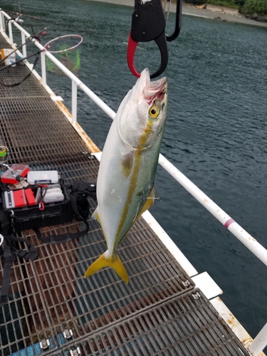 ツバスの釣果