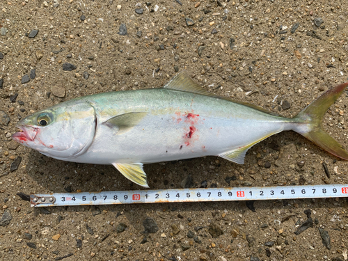 ツバスの釣果