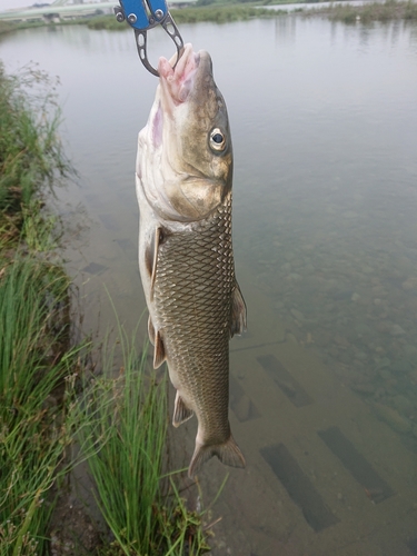 ニゴイの釣果