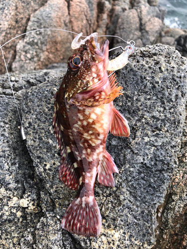 アラカブの釣果