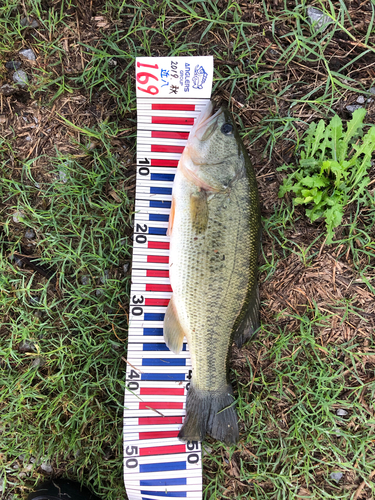 ブラックバスの釣果