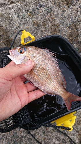 チャリコの釣果