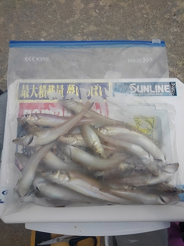 シロギスの釣果