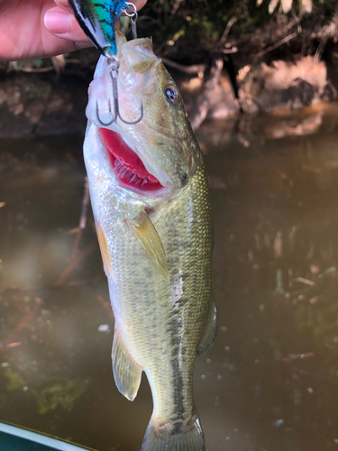 ラージマウスバスの釣果