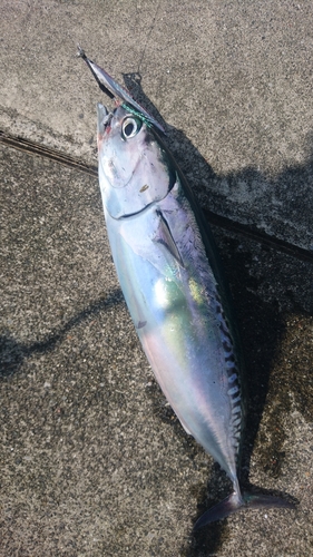 マルソウダの釣果