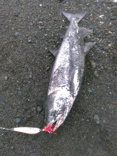 シロザケの釣果