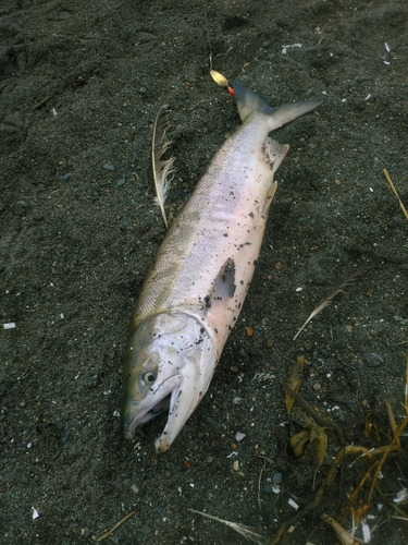 シロザケの釣果