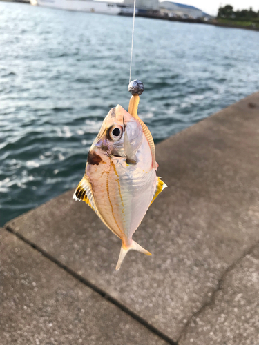 エノハの釣果