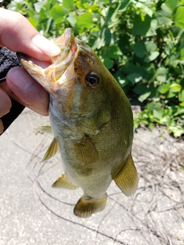 スモールマウスバスの釣果