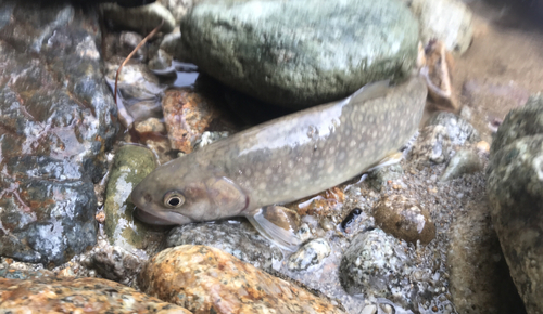 イワナの釣果