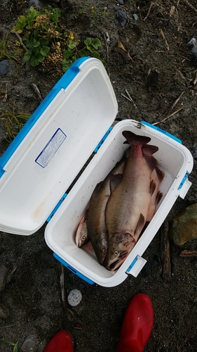 カラフトマスの釣果