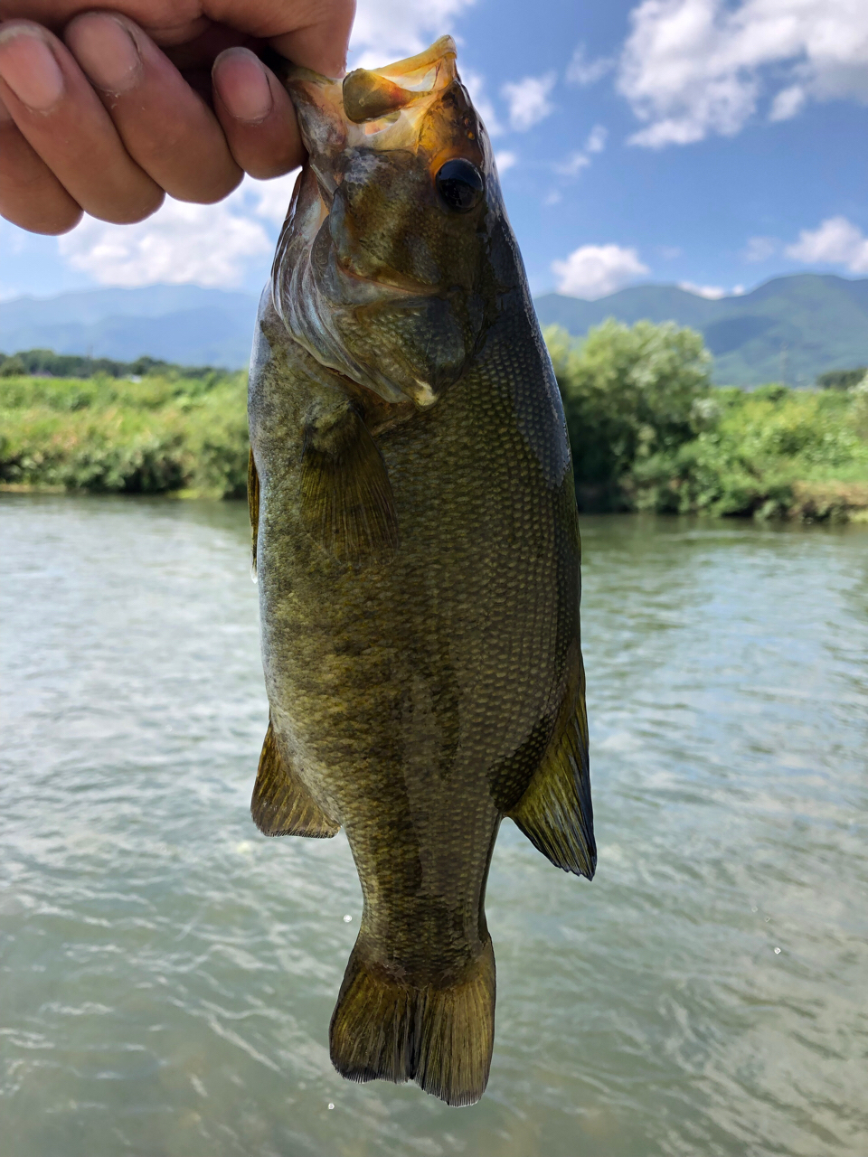 スモールマウスバス