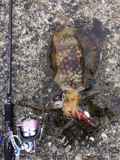 アオリイカの釣果