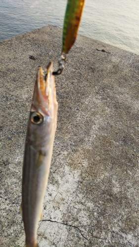 カマスの釣果