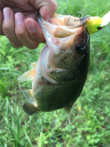 ラージマウスバスの釣果