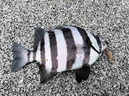 イシダイの釣果