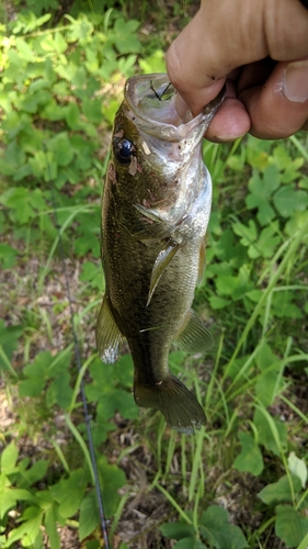 ブラックバスの釣果