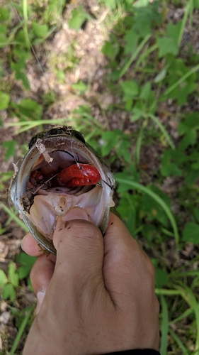 ブラックバスの釣果