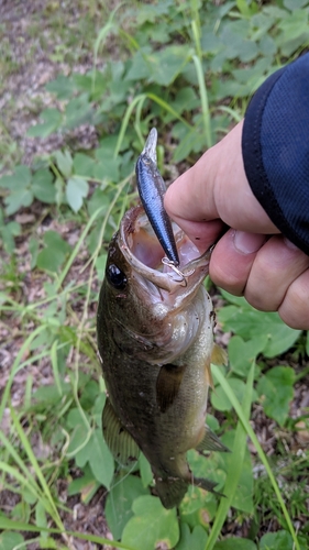 ブラックバスの釣果