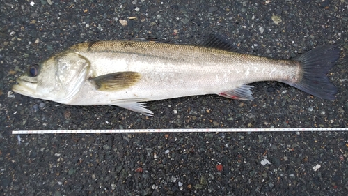 スズキの釣果