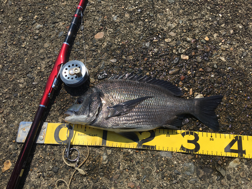 クロダイの釣果