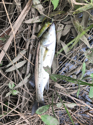 セイゴ（ヒラスズキ）の釣果