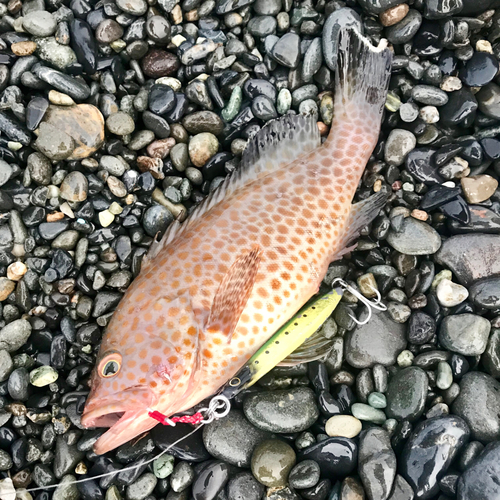 オオモンハタの釣果