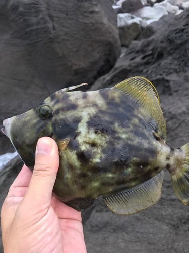 カワハギの釣果