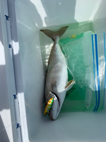 ショゴの釣果