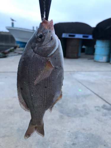 ウミタナゴの釣果